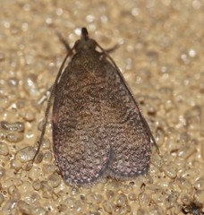 Peritornenta
