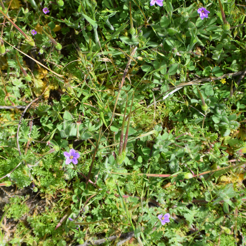 Shortfruit stork's bill (Erodium brachycarpum)