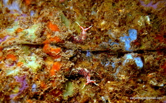 Phidiana militaris