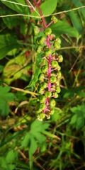 Phytolacca americana