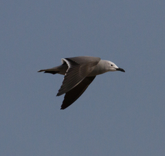 Leucophaeus modestus