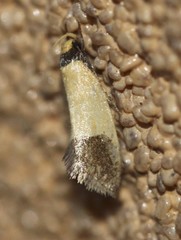 Crepidosceles timalphes