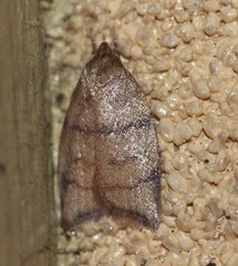 Pycnozancla