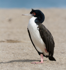 Leucocarbo bougainvillii
