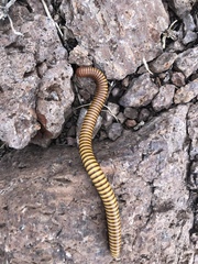 Orthoporus