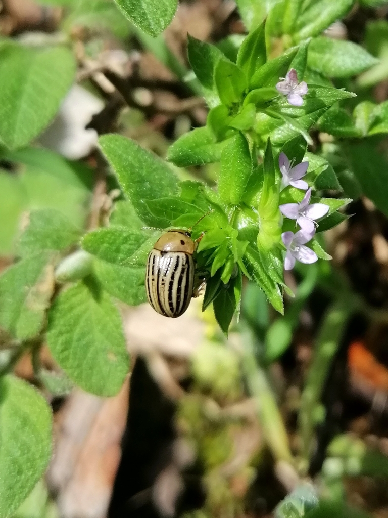 Gonioctena lineata