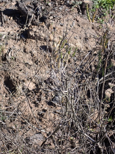 Image of Stink Blombush (Metalasia pungens) by (c) Nicola van Berkel, some rights reserved (CC BY-SA)