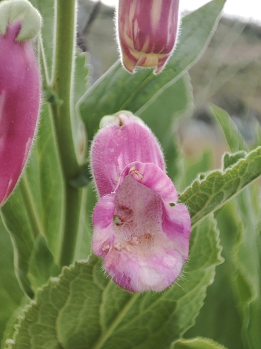 Image of Digitalis thapsi by (c) Ana Garcia, some rights reserved (CC BY)