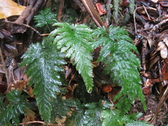 Abrodictyum elongatum