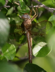 Neurocordulia xanthosoma