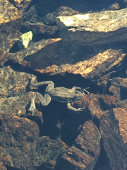 Rana muscosa