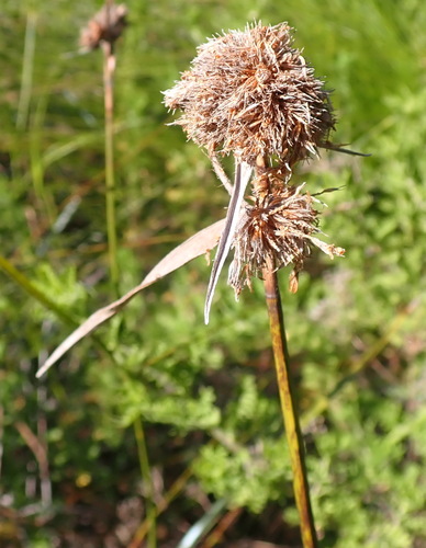 Image of Fuirena hirsuta by (c) Nicola van Berkel, some rights reserved (CC BY-SA)