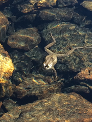 Rana muscosa