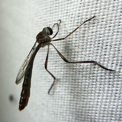 Leptogaster aegra