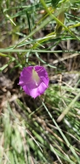 Ipomoea plummerae