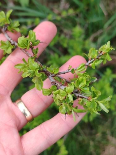 Image of Rhamnus saxatilis by (c) Ljaž, some rights reserved (CC BY)