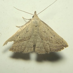 Macrochilo hypocritalis