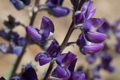 Lupinus argenteus montigenus