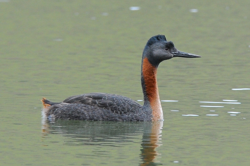 Great Grebe
