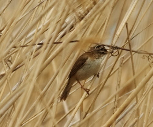 Carricerín común (Acrocephalus schoenobaenus)