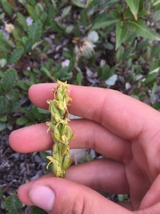 Platanthera huronensis