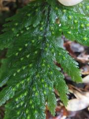 Abrodictyum elongatum