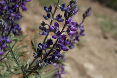 Lupinus argenteus montigenus