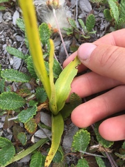 Platanthera huronensis