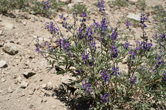 Lupinus argenteus montigenus