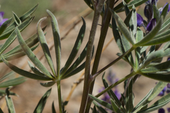 Lupinus argenteus montigenus