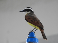 Pitangus sulphuratus