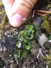 Peltigeraceae