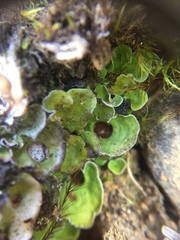 Peltigeraceae