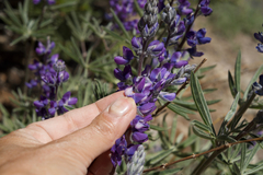 Lupinus argenteus montigenus