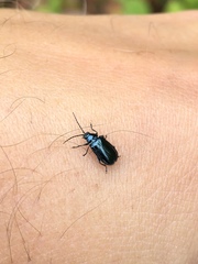 Alticina