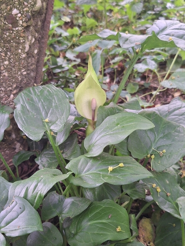 Arum cylindraceum (Arum cylindraceum)
