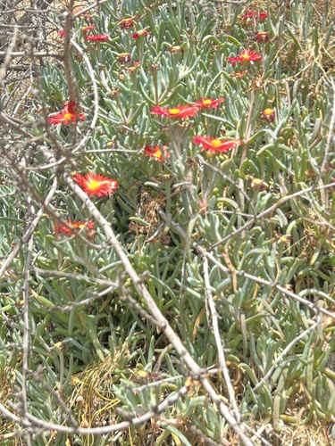 Malephora purpureocrocea, photograph 4