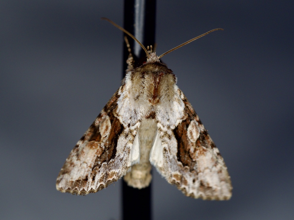 Xylopolia
