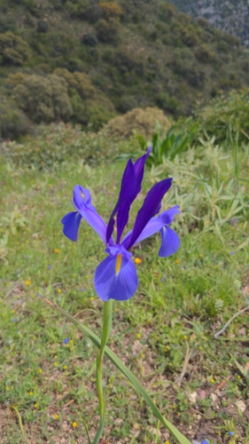 Avistamiento Iris azul de las marismas (Iris xiphium)
