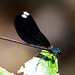 Ebony Jewelwing - Photo (c) Mary Keim, some rights reserved (CC BY-NC-SA)