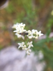 Rhopalum