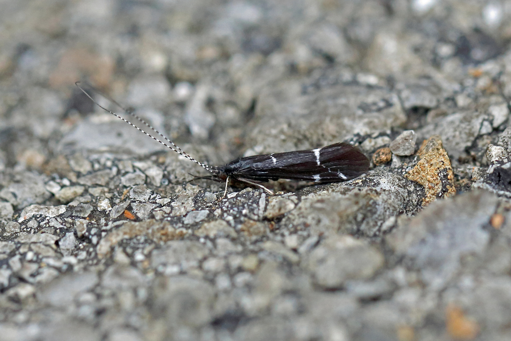 Athripsodes bilineatus