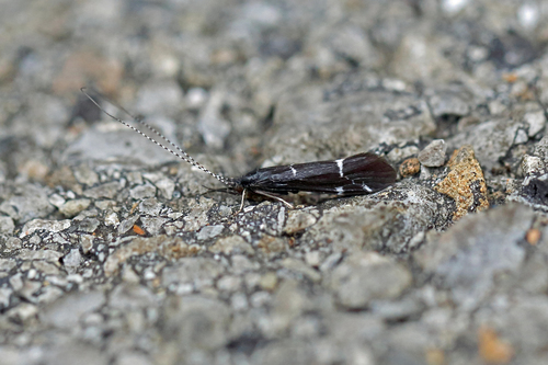 Athripsodes bilineatus