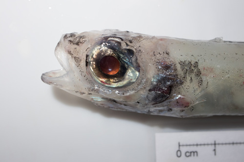 Bigeye (Epigonus denticulatus) — Epigonidae — 3