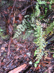 Lindsaea trichomanoides