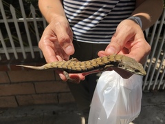 Elgaria multicarinata