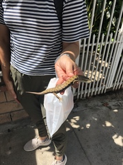 Elgaria multicarinata