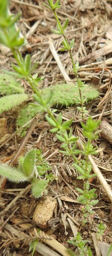 Image of Galium virgatum by (c) saltyhiker, some rights reserved (CC BY)