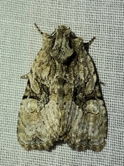 Oligia