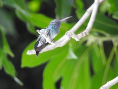 Trochilidae